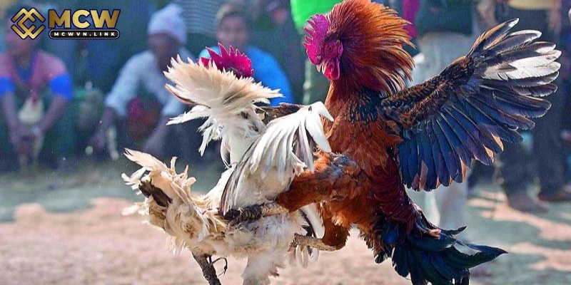 Cẩm nang vào tiền kèo đá gà cựa chiến lược nhất